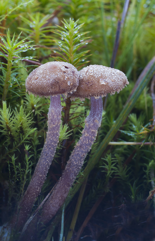 Cystoderma jasonis var. lilacipes